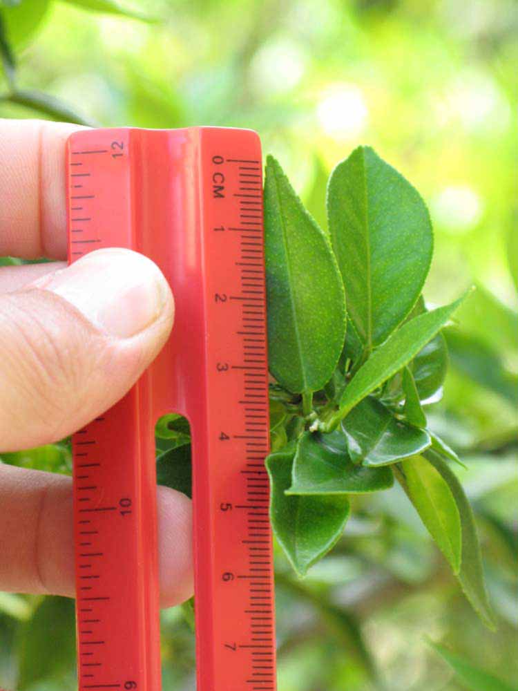              Unifololiate leaf (Winter Haven, FL)       